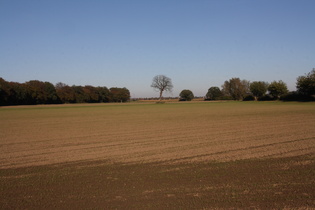 eine Baumleiche auf dem Acker