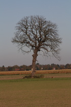 Zoom auf die Baumleiche