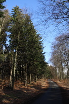 Kammweg, Steilstück zwischen Nienstedter Pass und Hohe Warte