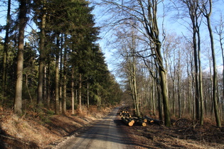 Kammweg zwischen Annaturm und Laube