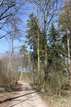 Südhang des Benther Berges, Blick nach Norden