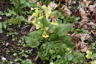 Echte Schlüsselblume (Primula veris)