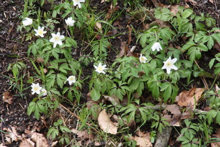 Buschwindröschen (Anemone nemorosa)