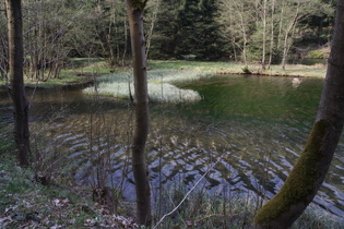 Verlandungszone im Zuflussbereich des Silbergrabens