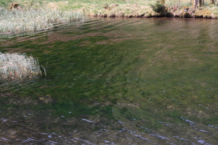 Wasserpflanzen im Bereich der Verlandungszone