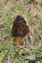 Spitzmorchel (Morchella elata)