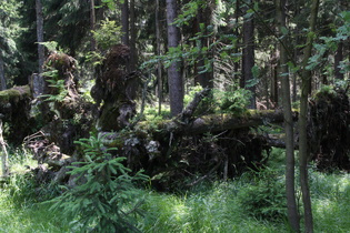 aber die Natur findet immer einen Weg