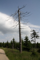 ein Mahnmal der Natur