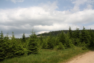 Blick vom Quitschenberg aus auf den Nordwesthang des Brocken