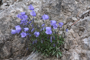 Zwerg-Glockenblume (Campanula cochleariifolia)