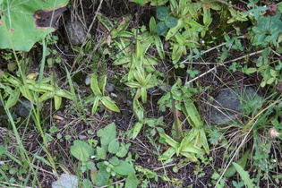 Alpen-Fettkraut (Pinguicula alpina)