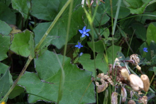 Schnee-Enzian (Gentiana nivalis)