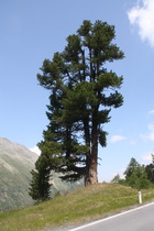 eine Kiefer im Bereich der Baumgrenze