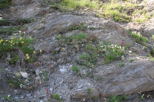 Hochgebirgsflora auf felsigem Grund