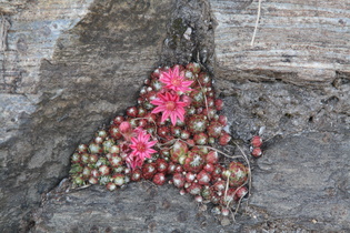 Spinnweb-Hauswurz (Sempervivum arachnoideum)