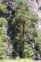 der Johanneskofel in der Sarner Schlucht, unterer Teil