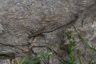 Mauereidechse (Podarcis muralis)