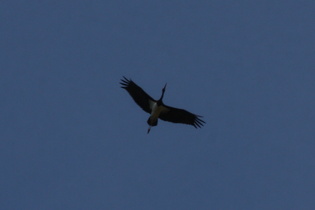 das ist Fliegen: ein Schwarzstorch (Ciconia nigra) am Himmel, …