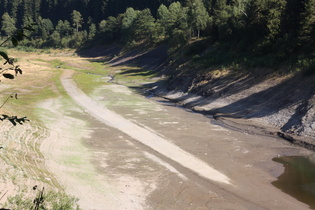 Zoom auf die Kalbe in ihrem alten Flussbett