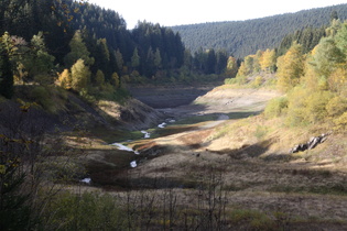 Zoom auf die Kalbe in ihrem alten Flussbett