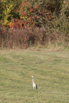 Graureiher (Ardea cinerea)