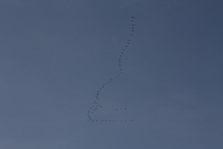 Die Kraniche (Grus grus) machen es richtig: Ab in den Süden — bevor der widerlich weiße Winter kommt!