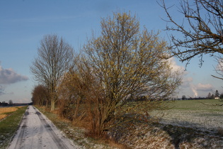 dieser Haselstrauch (Corylus avellana) will endlich Frühling