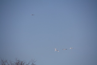 immer noch die vier Schwäne — und ein "Vogel", der am Himmel nichts zu suchen hat!