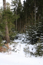 da hängt der Schnee sogar noch in den Bäumen