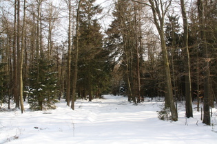 reichlich Schnee im Wald