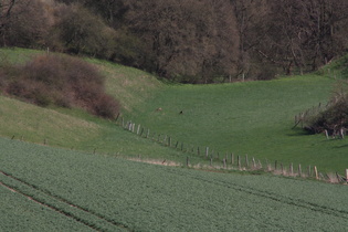 Zoom auf Rehwild auf einer Wiese am Schecken