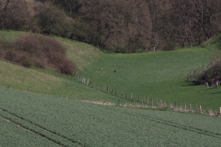 Zoom auf Rehwild auf einer Wiese am Schecken