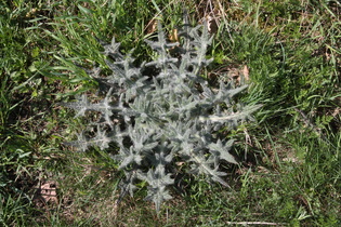 Gewöhnliche Kratzdistel (Cirsium vulgare)