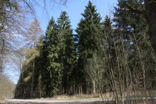 Fichtenwald vermittelt hier wenigstens etwas Berggefühl