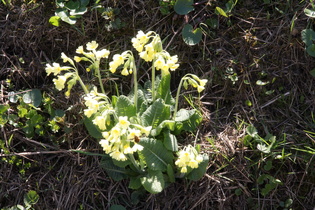 … Echte Schlüsselblume (Primula veris)