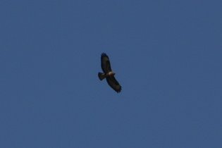 Mäusebussard (Buteo buteo)