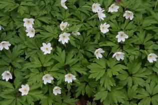 … blühen Buschwindröschen (Anemone nemorosa)