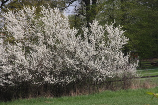 Zoom auf die blühende Hecke