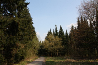 weiter oben endlich Fichtenwald