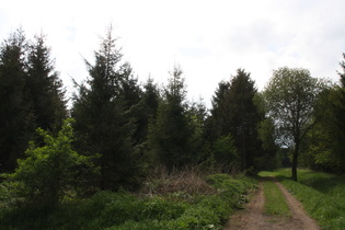 im Velberholz, Blick nach Westen