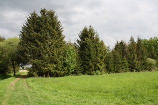 im Velberholz, Blick nach Osten