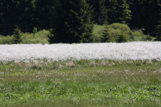 Zoom auf das Wollgras (Eriophorum)