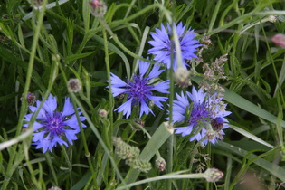 Kornblume (Centaurea cyanus)