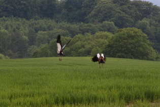 … von dessen Ufer zwei Nilgänse (Alopochen aegyptiacus) aufsteigen …