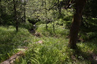 Blick flussaufwärts