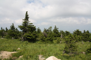 Brocken, an der montanen Baumgrenze