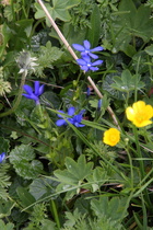 Frühlings-Enzian (Gentiana verna)