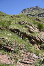 Vegetation auf felsigem Grund