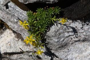 Fetthennen-Steinbrech (Saxifraga aizoides)
