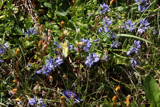 Bittere Kreuzblume (Polygala amara)